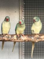 Halsbanden aqua opaline bleekstaart en opaline bleekstaart, Meerdere dieren, Parkiet, Geringd
