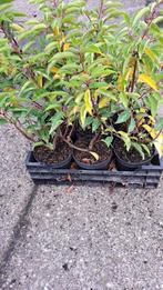 Portugese laurier 60-80cm – BIJNA UITVERKOCHT, Ophalen of Verzenden, Laurier, Minder dan 100 cm