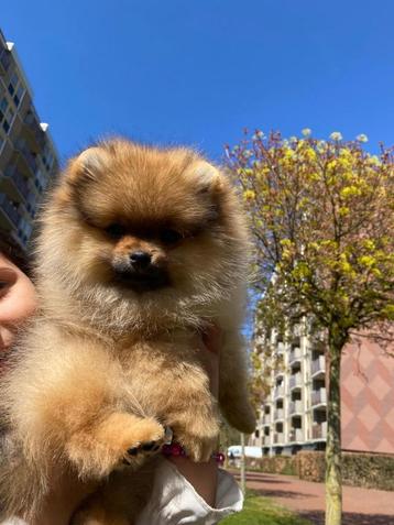 Pomeranian pomeriaan pup laatste reutje beschikbaar voor biedingen