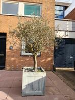 Prachtige Olijfboom in Pot, Ophalen