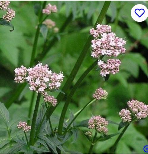 Valeriana Officinalis/ Echte Valeriaan, Tuin en Terras, Planten | Tuinplanten, Vaste plant, Overige soorten, Volle zon, Zomer