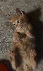 3 onwijs lieve en sociale kittens, Dieren en Toebehoren, Katten en Kittens | Overige Katten, Meerdere dieren, Kortharig, 0 tot 2 jaar