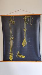 Schoolplaat botten been en arm, Ophalen of Verzenden, Natuur en Biologie