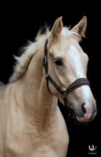 Knappe 3 jarige merrie kwpn, Dieren en Toebehoren, Paarden, Merrie, Gechipt, Dressuurpaard, 3 tot 6 jaar