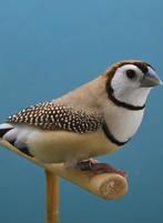 Te koop gevraagd 2 span bichenow en witte zebravink poppen, Dieren en Toebehoren, Vogels | Overige Vogels, Vrouwelijk, Tropenvogel