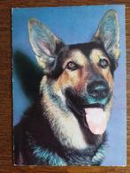 HERDER (hond), Verzenden, 1960 tot 1980, Gelopen, Hond of Kat