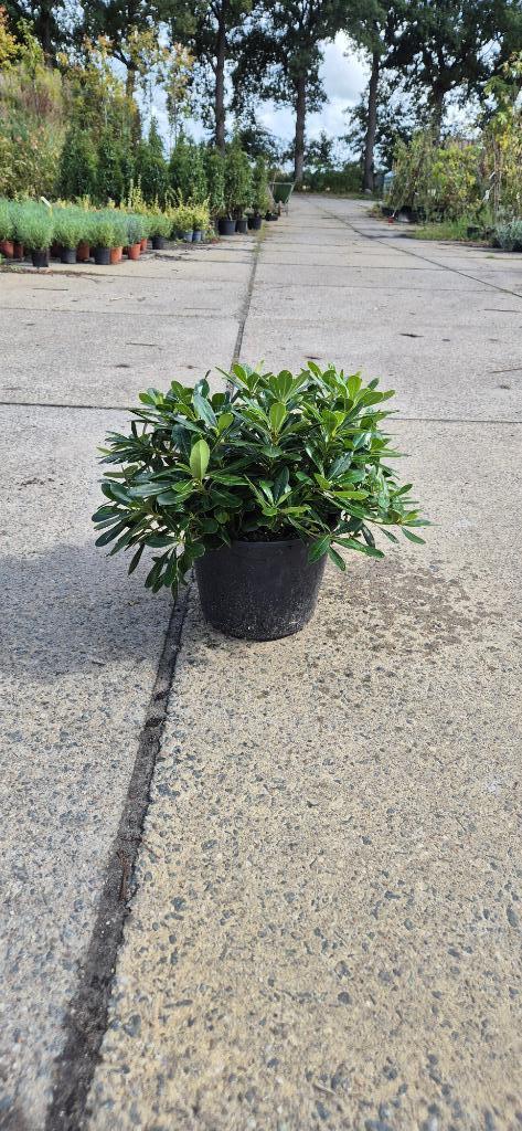 Pittosporum 'Australische laurier', Tuin en Terras, Planten | Struiken en Hagen, Struik, Laurier, Minder dan 100 cm, Ophalen