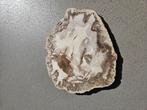 Plak versteend hout 23cm x19,5cm x 1,5cm, Ophalen of Verzenden