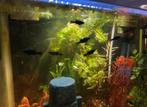 Black Molly guppy’s/baby’s, Vis, Zoetwatervis