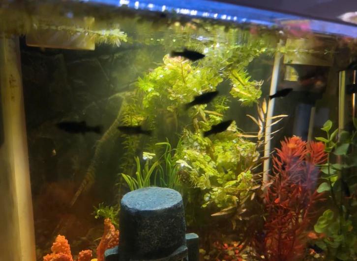 Black Molly guppy’s/baby’s, Dieren en Toebehoren, Vissen | Aquariumvissen, Zoetwatervis, Vis