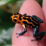 Ranitomeya imitator 'Varadero', Amfibie, 0 tot 2 jaar