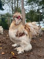 Prachtige usa zijdehoen hanen in verschille kleuren, Dieren en Toebehoren, Mannelijk, Kip