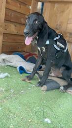 Soul pup 5 maanden, Particulier, Rabiës (hondsdolheid), 15 weken tot 1 jaar, Buitenland