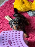 Ruwhaar dapple kaninchen x dwergteckel dwerg teckel reutje, Dieren en Toebehoren, Honden | Teckels en Dashonden, Reu, CDV (hondenziekte)