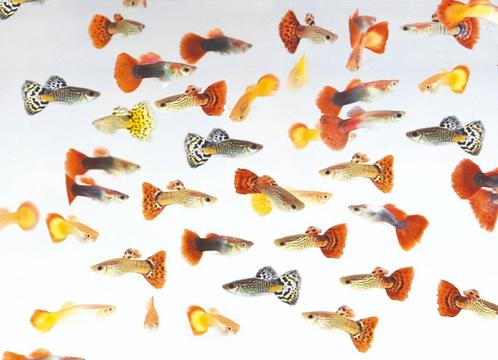 guppy's man/ vrouw, Dieren en Toebehoren, Vissen | Aquariumvissen, Zoetwatervis, Vis