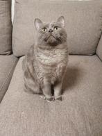 Britse kat, Dieren en Toebehoren, Katten en Kittens | Raskatten | Korthaar, Kater, Ontwormd, 0 tot 2 jaar