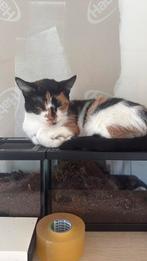 Goed huis gezocht voor katten, Dieren en Toebehoren, Poes