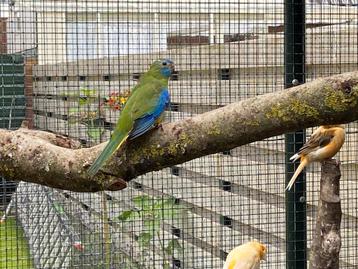 Turqoisine parkiet wildkleur beschikbaar voor biedingen