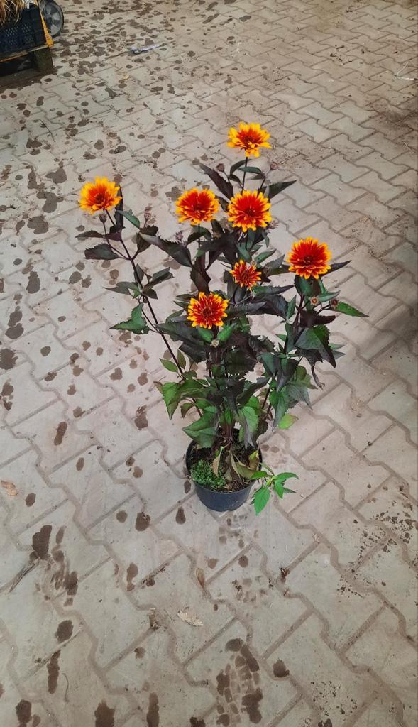 Heliopsis helianthoides 'Funky Spinner' (Zonneoog)🌿, Tuin en Terras, Planten | Bomen, Overige soorten, Volle zon, Ophalen