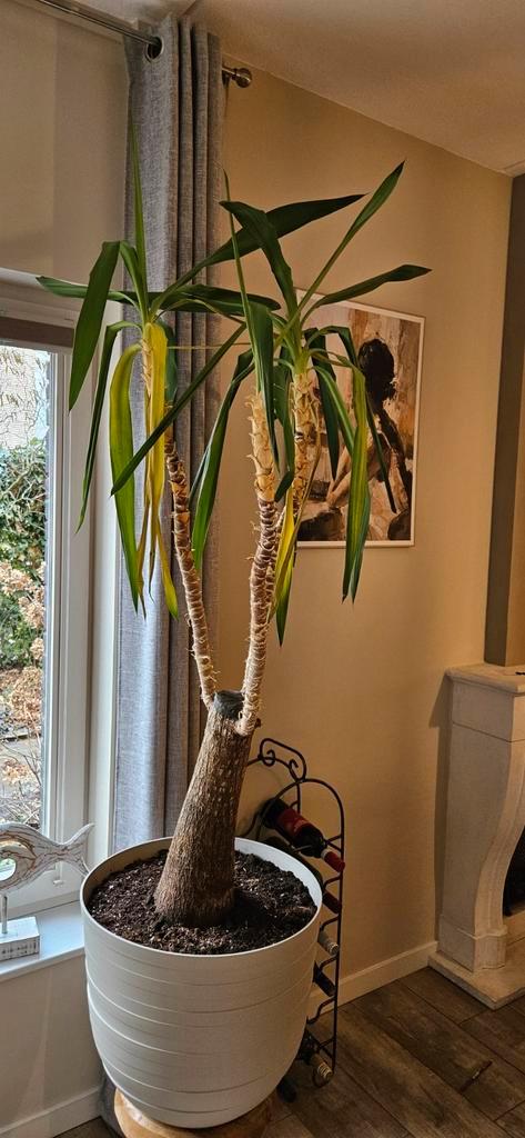 Yucca kamerplant, 175 cm hoog incl. pot, Huis en Inrichting, Kamerplanten, 150 tot 200 cm, Halfschaduw, Ophalen