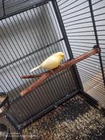Gele kanarie 24, Dieren en Toebehoren, Vogels | Kanaries, Mannelijk, Kleurkanarie