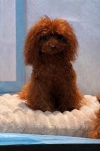 Toy poedel Asian line dekreu dieprood., Dieren en Toebehoren, Reu, 1 tot 2 jaar, Parvo, Eén hond