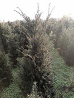Te koop taxus baccata  1.75m  €15.00, Tuin en Terras, Planten | Bomen, Ophalen, Bloeit niet, Halfschaduw, Overige soorten
