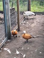 Mooi koppel Casarca's, Meerdere dieren, Gans of Zwaan