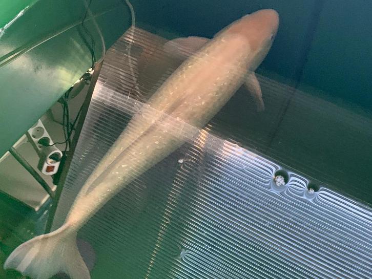 In prijs verlaagd mooie koi van 72cm nu of nooit, Dieren en Toebehoren, Vissen | Vijvervissen, Karper of Koi