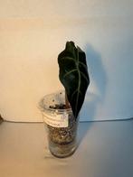 Alocasia amazonica (3), Ophalen of Verzenden, Overige soorten, Minder dan 100 cm