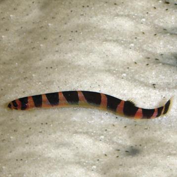 Modderkruiper - leuk en nuttig visje voor je aquarium beschikbaar voor biedingen