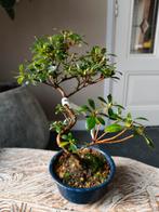 Satsuki Azalea Hanamaiko bonsai, Bloeit niet, Halfschaduw, Minder dan 100 cm, Overige soorten