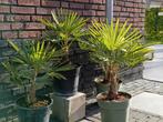 Diverse Trachycarpus fortunei van 6 jaar oud in een 27cm pot, Tuin en Terras, Minder dan 100 cm, Volle zon, Ophalen of Verzenden