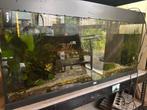 Aquarium Juwel 180 liter, Ophalen, Zo goed als nieuw, Leeg aquarium