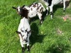 bokjes, Dieren en Toebehoren, Mannelijk, Geit, 0 tot 2 jaar