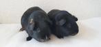 Jonge cavia zeugjes in diverse kleurtjes, Dieren en Toebehoren, Cavia, Mei, Meerdere dieren, Tam