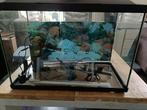 Complete Superfish aquarium 60 liter, Dieren en Toebehoren, Ophalen of Verzenden, Gebruikt, Leeg aquarium