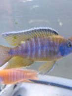 Malawi, Dieren en Toebehoren, Vissen | Aquariumvissen, Vis