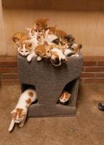 De aller leukste boerderij kittens, Meerdere dieren, Kortharig, 0 tot 2 jaar