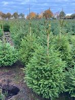 Abies Kerstboom, Tuin en Terras, Planten | Bomen, Bloeit niet, Overige soorten, 100 tot 250 cm, Ophalen