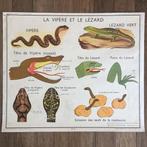 schoolplaten biologie vintage jaren 50/60, Ophalen of Verzenden, Natuur en Biologie