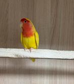 lutino  Agapornis roseicollie dwergpapegaai pop, Dieren en Toebehoren, Vogels | Parkieten en Papegaaien, Vrouwelijk, Dwergpapegaai of Agapornis