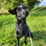 Toro, Rabiës (hondsdolheid), 15 weken tot 1 jaar, Buitenland, Eén hond