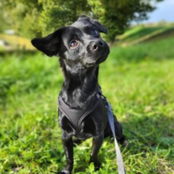 Toro, Dieren en Toebehoren, Honden | Niet-rashonden, Klein, Reu, Handelaar, Eén hond, Buitenland, 15 weken tot 1 jaar, CDV (hondenziekte)