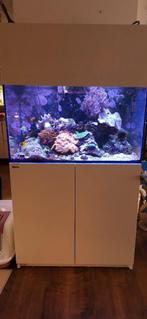 Redsea reefer 250 Compleet, Dieren en Toebehoren, Ophalen, Gebruikt, Gevuld zeewateraquarium