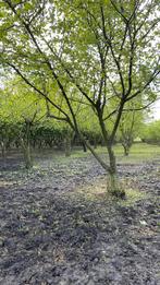 Hazelnoot bomen, Ophalen of Verzenden