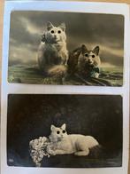 Katten, poezen ansichtkaarten met glazen oogjes, Verzenden, 1920 tot 1940, Gelopen, Gelderland