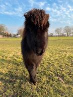 Pony hengst, Dieren en Toebehoren, Pony's, 0 tot 2 jaar, Hengst, A pony (tot 1.17m), Gechipt