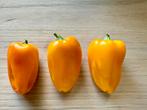 Snackpaprika 'Radja, Ophalen of Verzenden, Voorjaar, Volle zon, Zaad