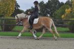 10 jarige brave haflinger merrie, Dieren en Toebehoren, B, 7 tot 10 jaar, Recreatiepony, D pony (1.37m tot 1.48m)